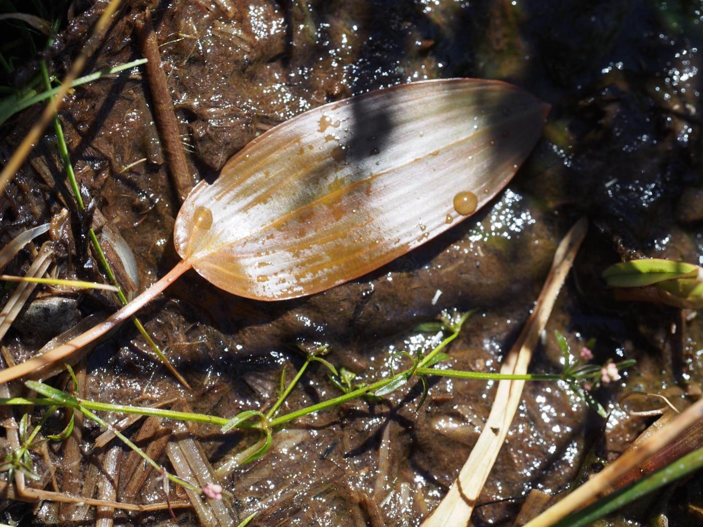 Pondweed, Broad-leaved leaf